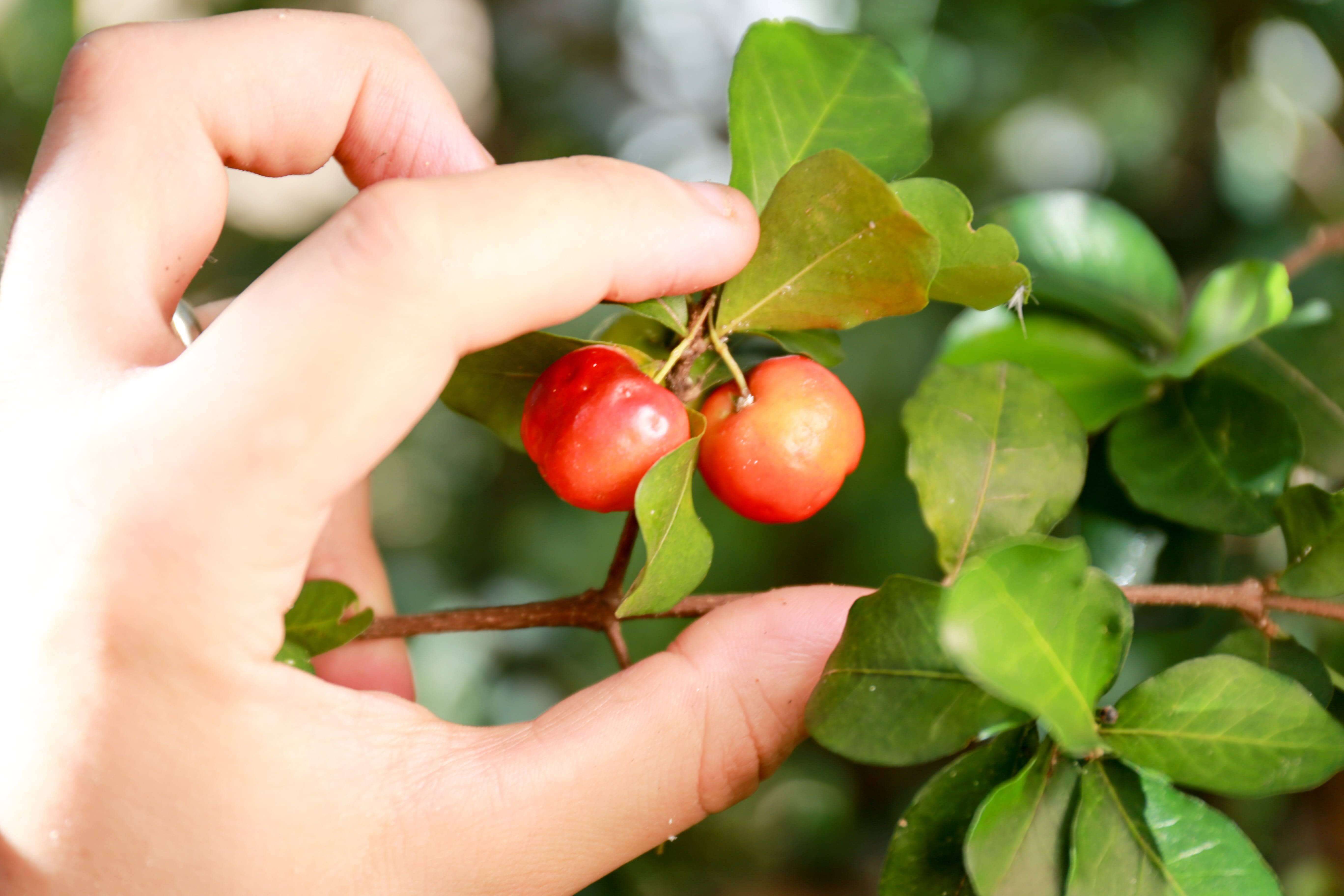 Cerises d'acérola fraîches de notre plantation au Brésil