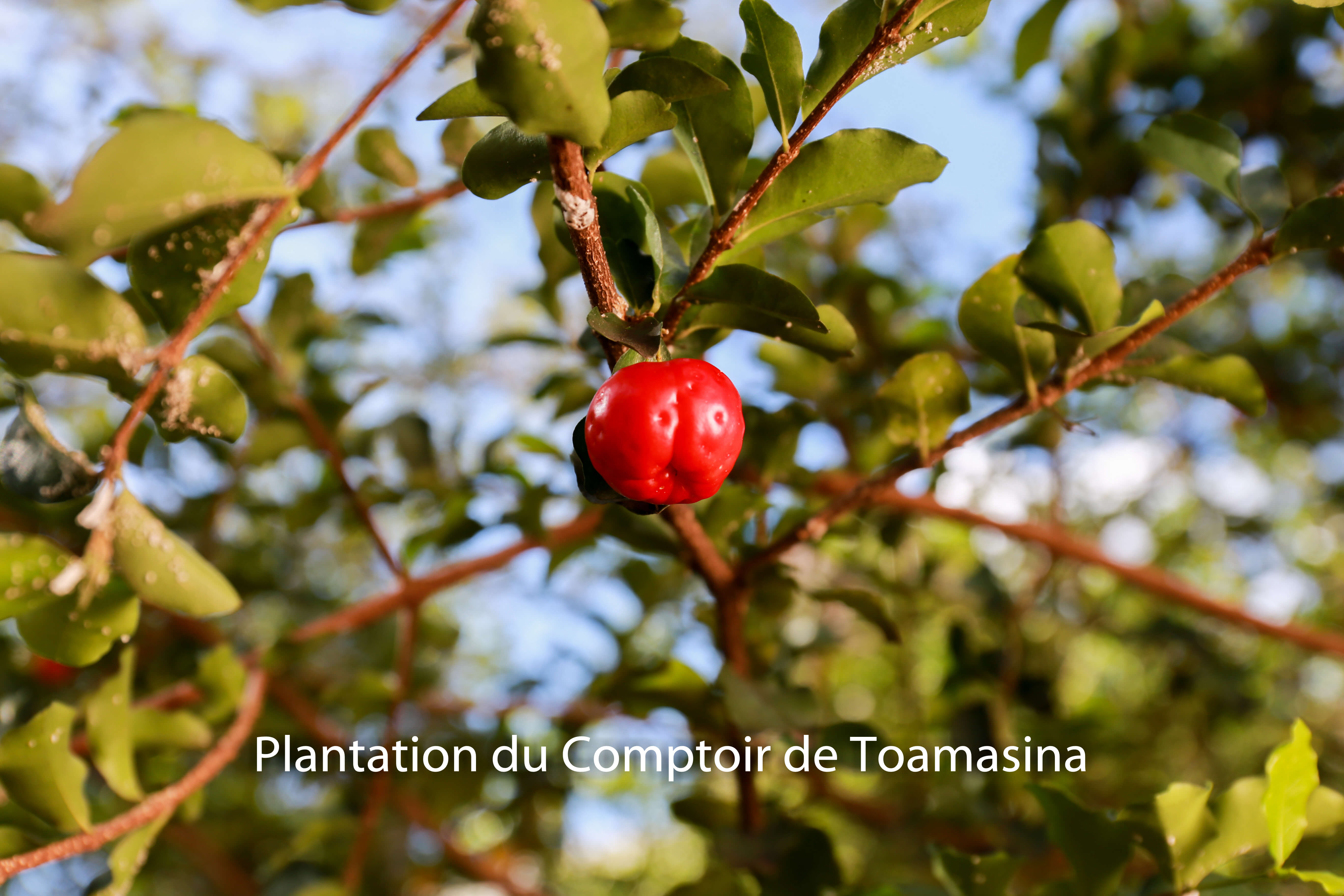 Poudre d'acérola naturelle du Comptoir de Toamasina