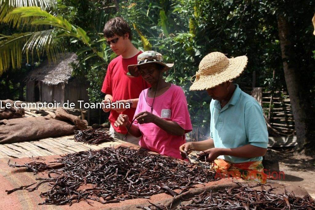 Gousses de vanille de Madagascar de la récolte 2018