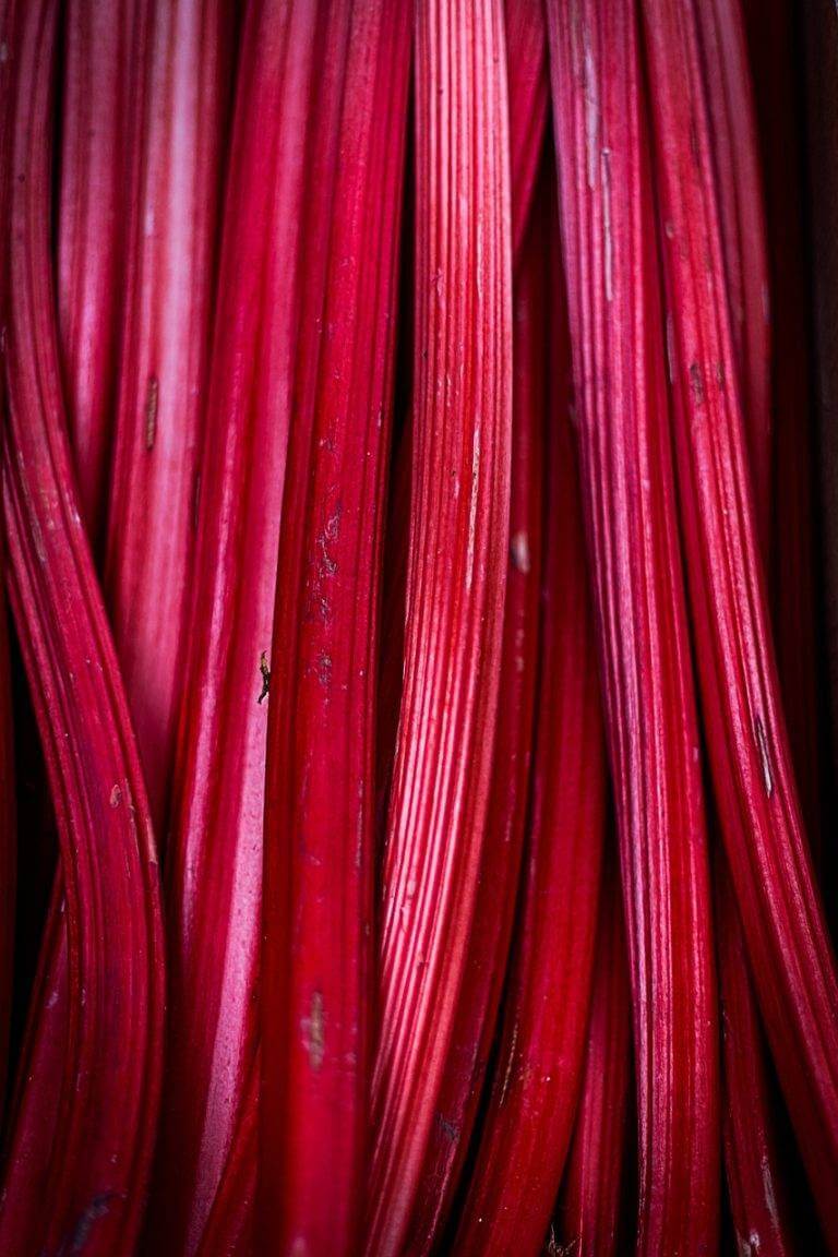 Fruits rouges et rhubarbe