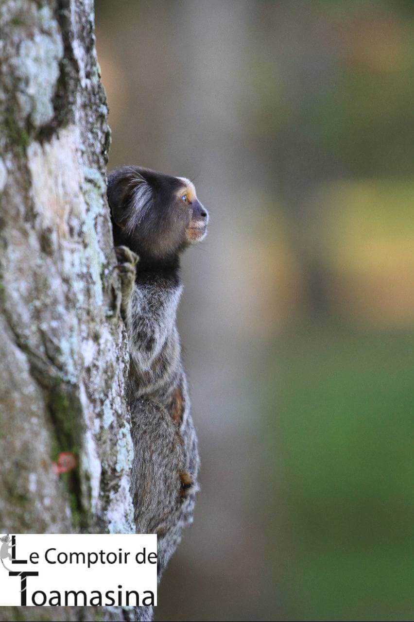 Petit singe jardin botanique Rio de Janeiro