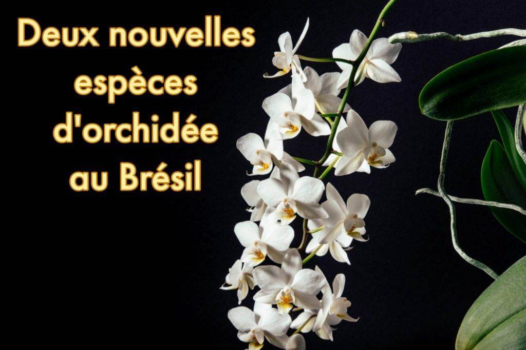Orchidées découvertes en Amazonie près de Manaus au Brésil