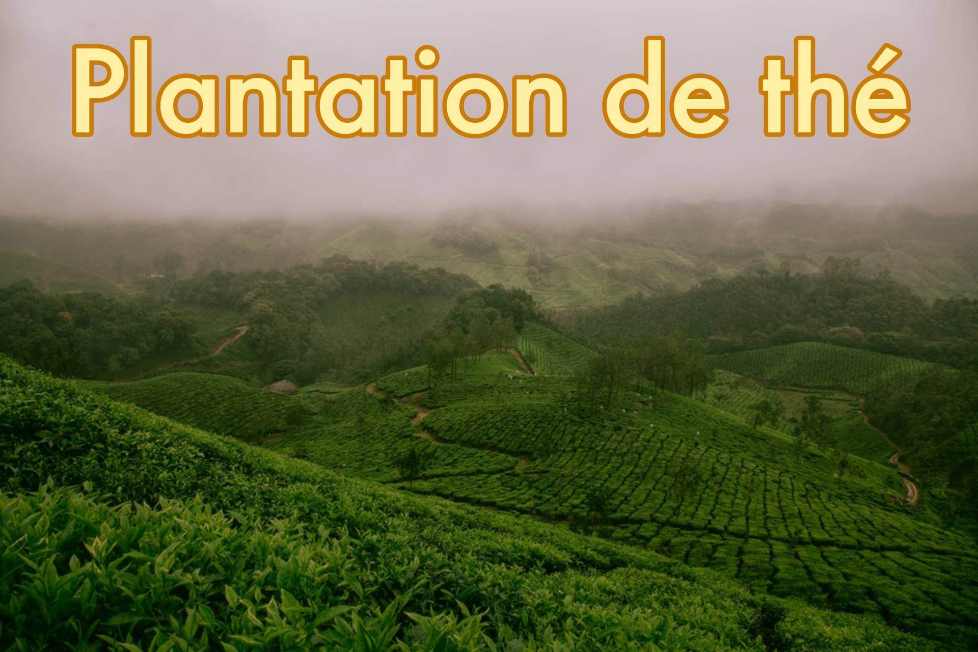 Plantation de thé