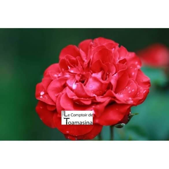 Recettes d'eau de rose à pâtisserie