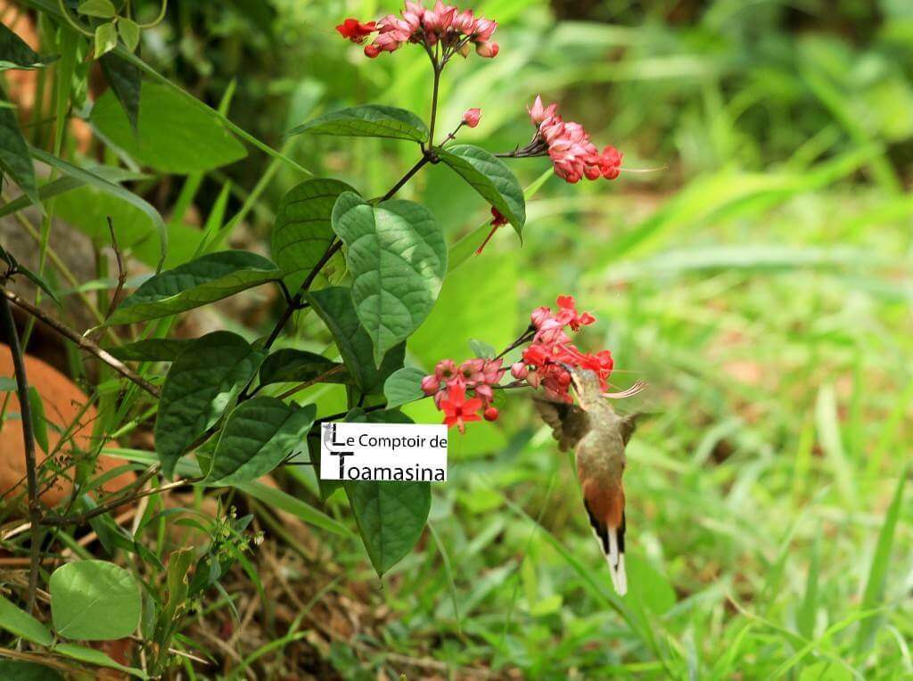 Oiseau de la Serra do Cipó