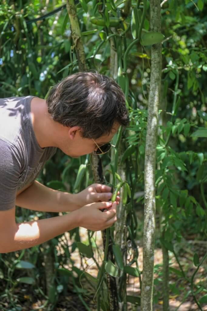 Arnaud Vanille dans la plantation david almeinara à Goais