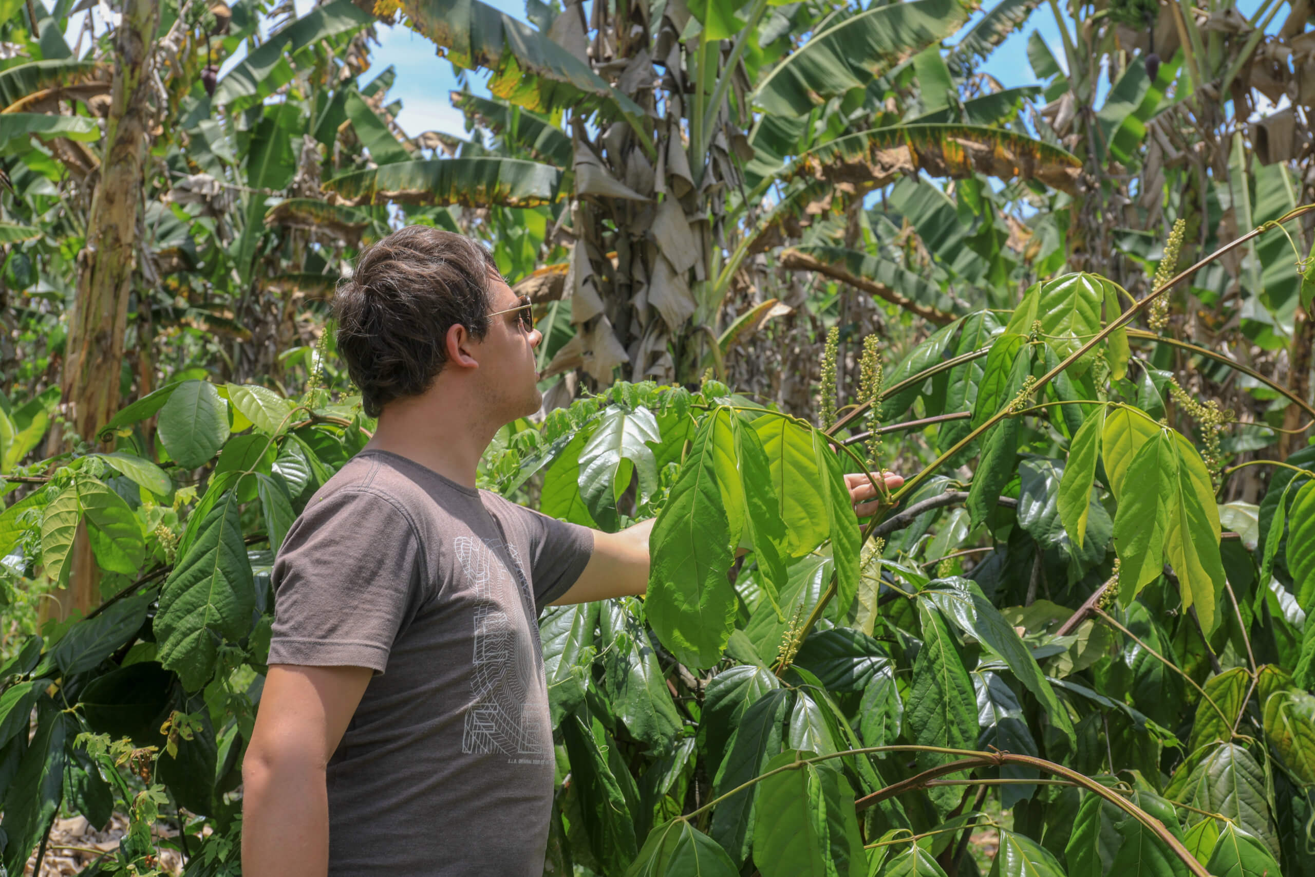 Arnaud Sion créateur du Comptoir de Toamasina dans une plantation de Guarana