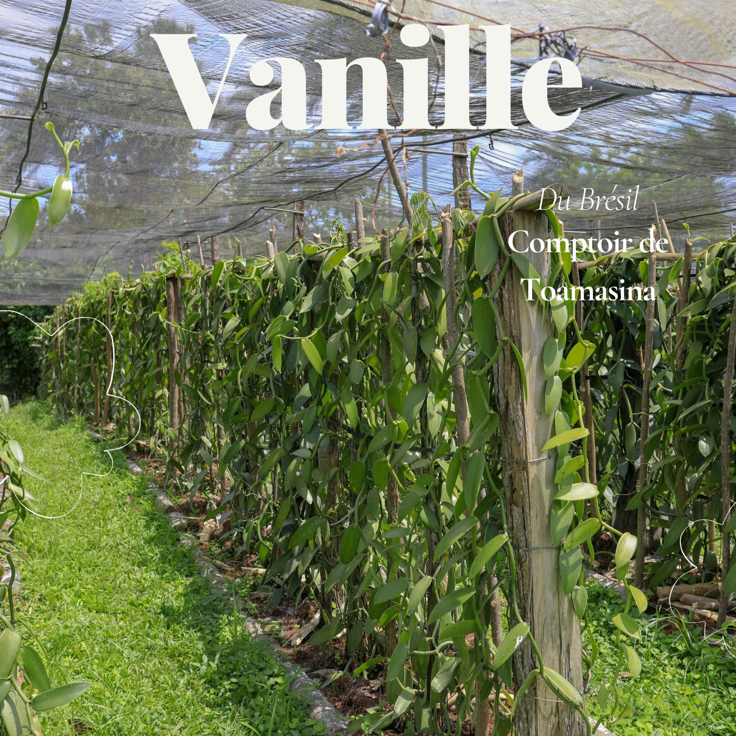 Plantation de vanille