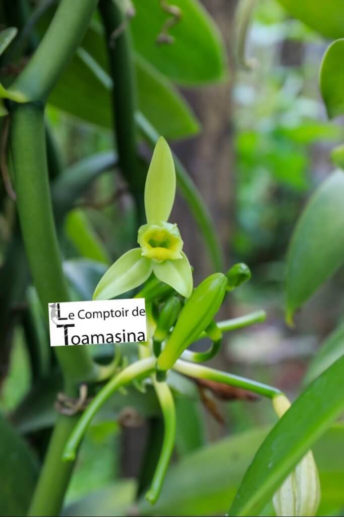 La fleur de la gousse de vanille bourbon à Madagascar