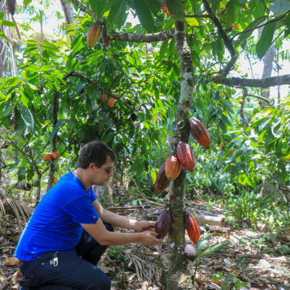 Arnaud créateur du Comptoir de Toamasina dans une plantation de cacao