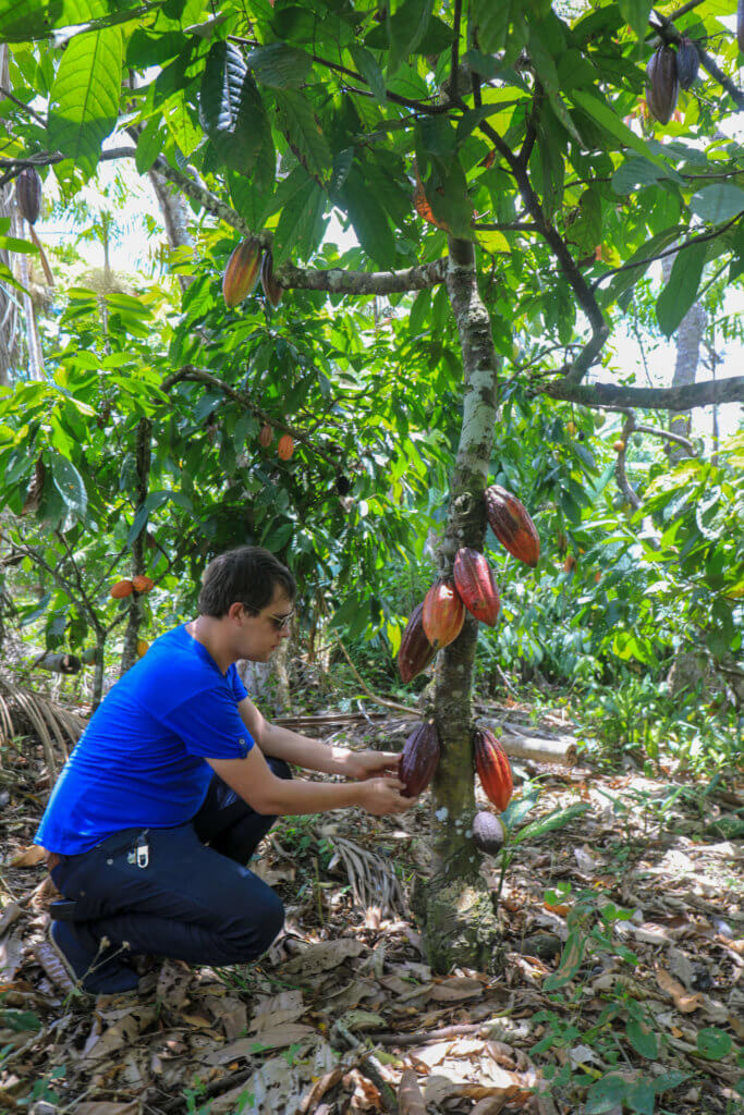 Arnaud créateur du Comptoir de Toamasina dans une plantation de cacao