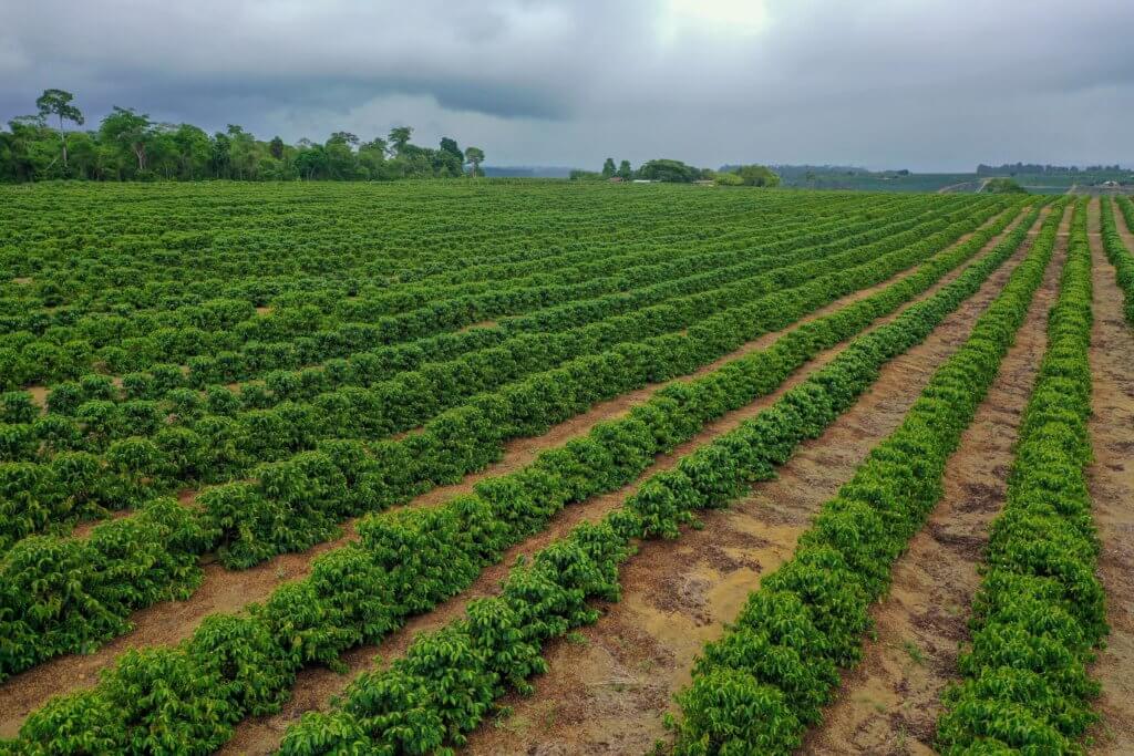 Plantation de poivre au Brésil