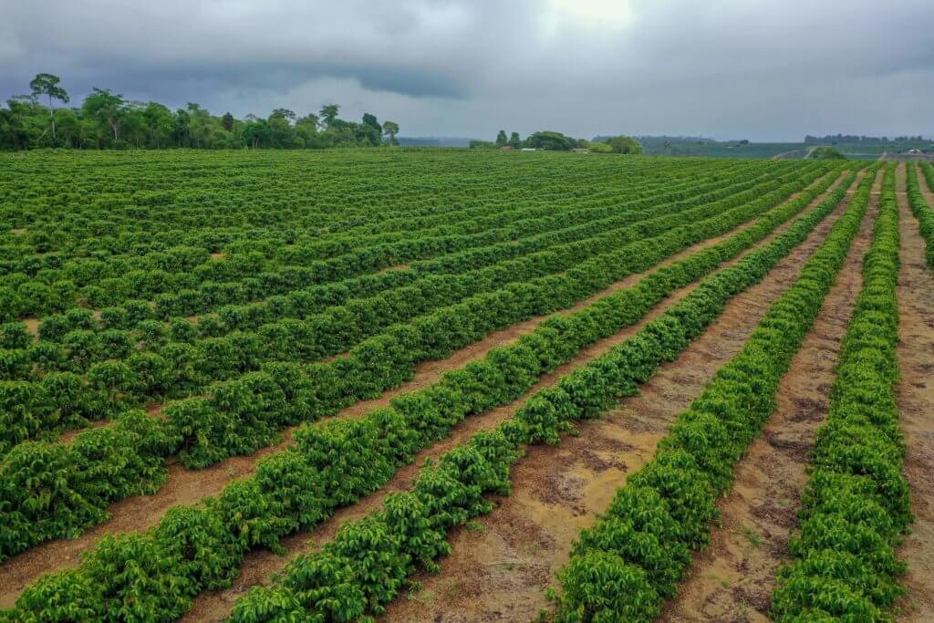 Poivriers en plantation au Brésil