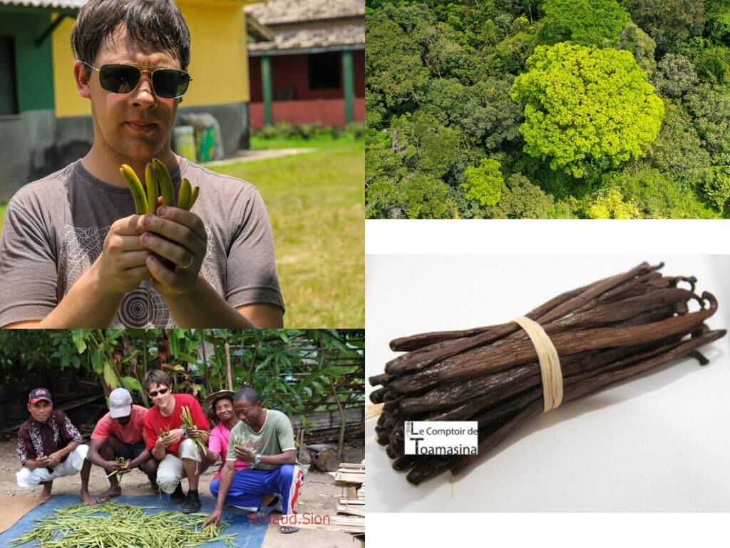 Vanille Bourbon Gold - Le Label d'Excellence du Comptoir de Toamasina