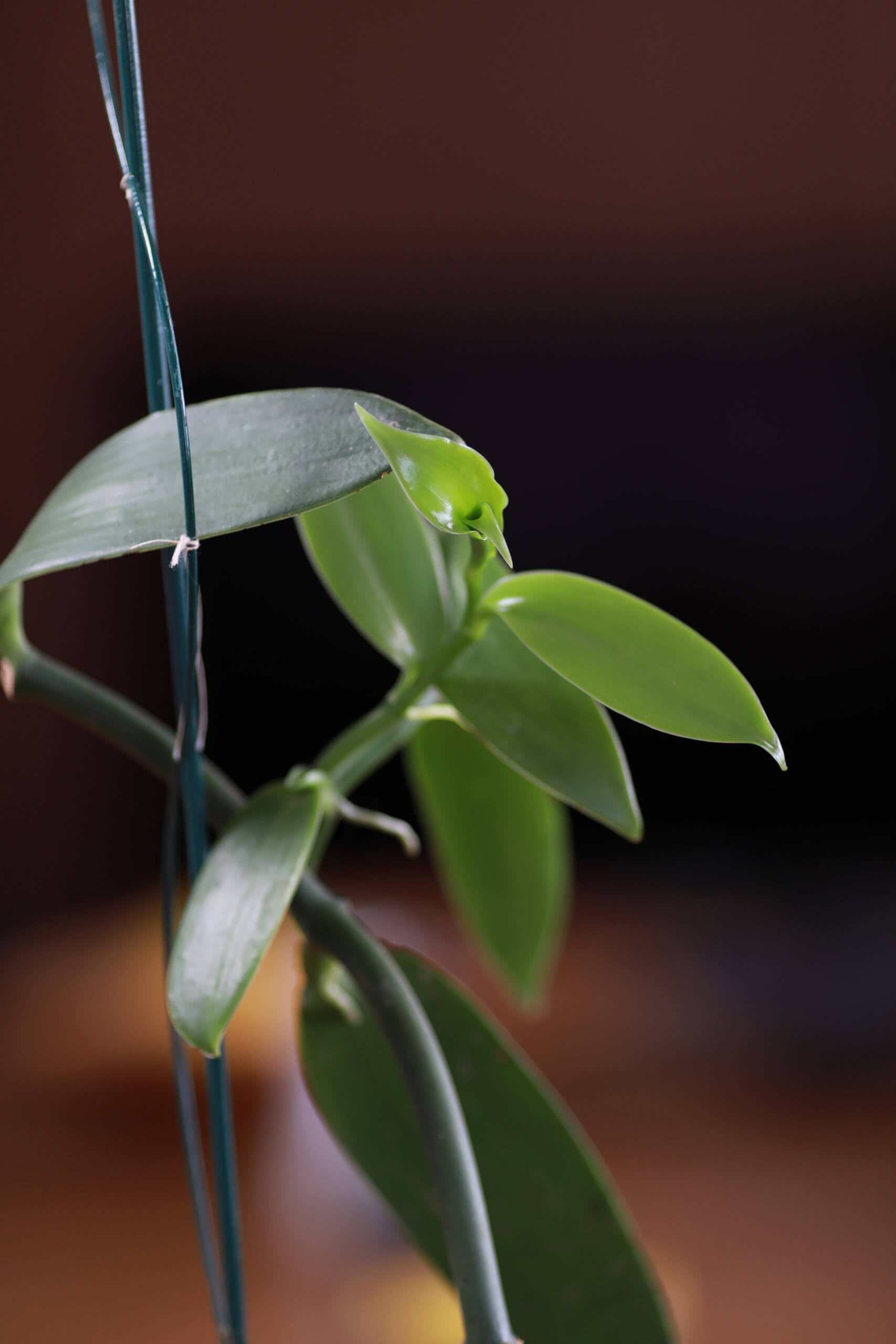 Pied de vanille planifolia en bonne santé