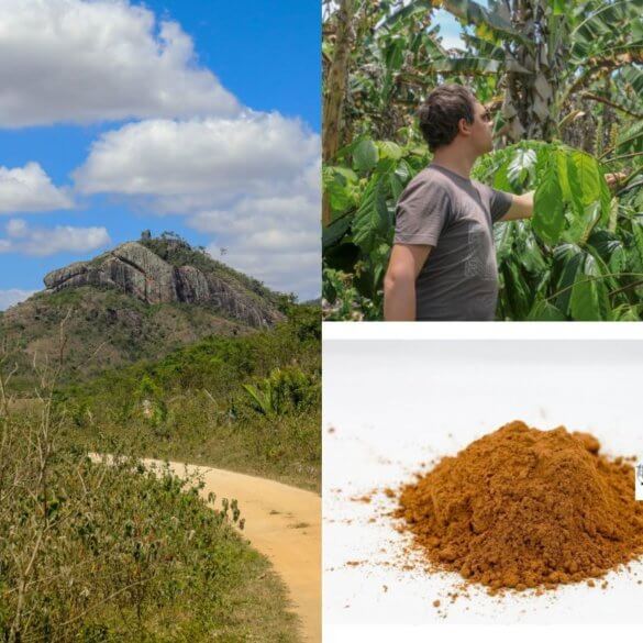 Le guarana, l'énergie sans les calories