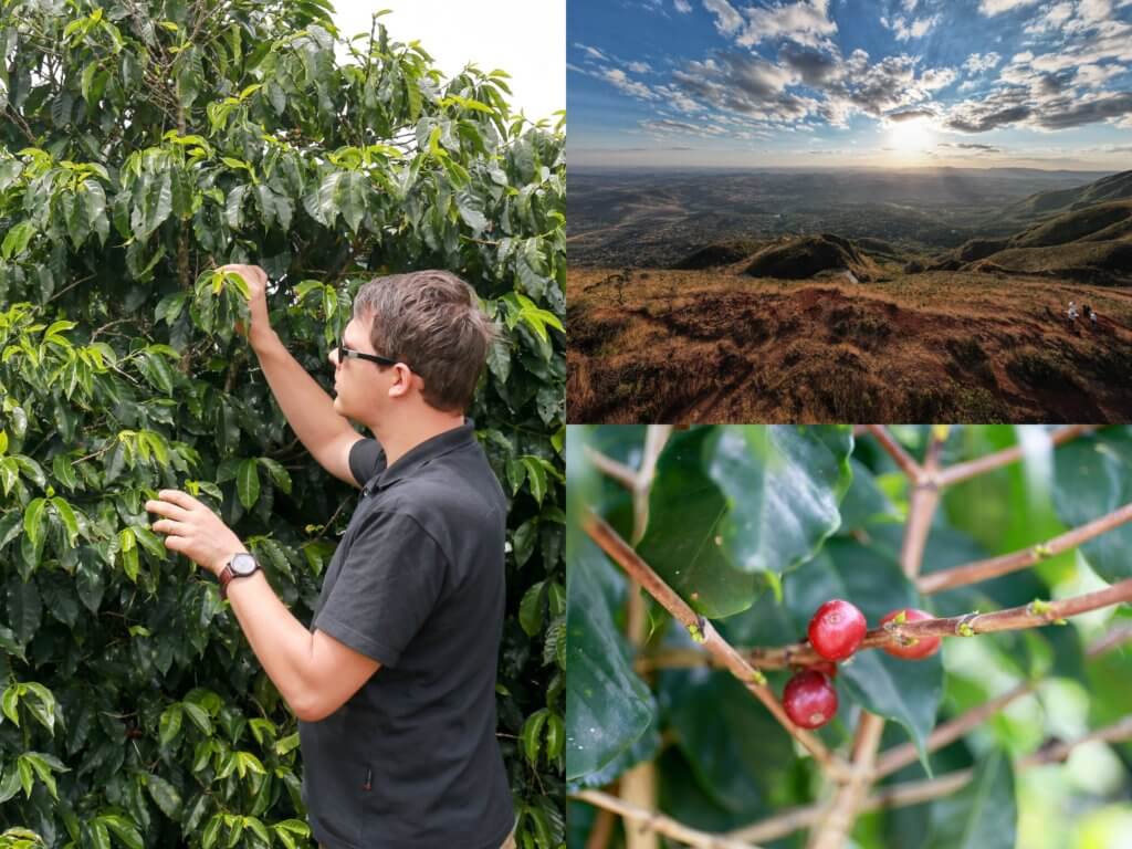 Des gelées dans les plantations de café au Brésil