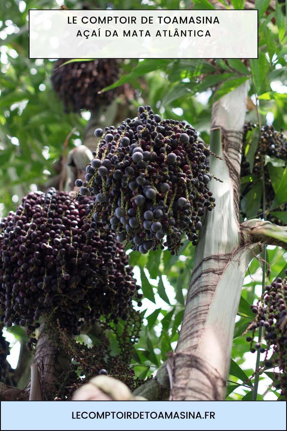 Açaí de la forêt atlantique