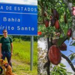 La moniliose du cacao : mon évaluation de la menace