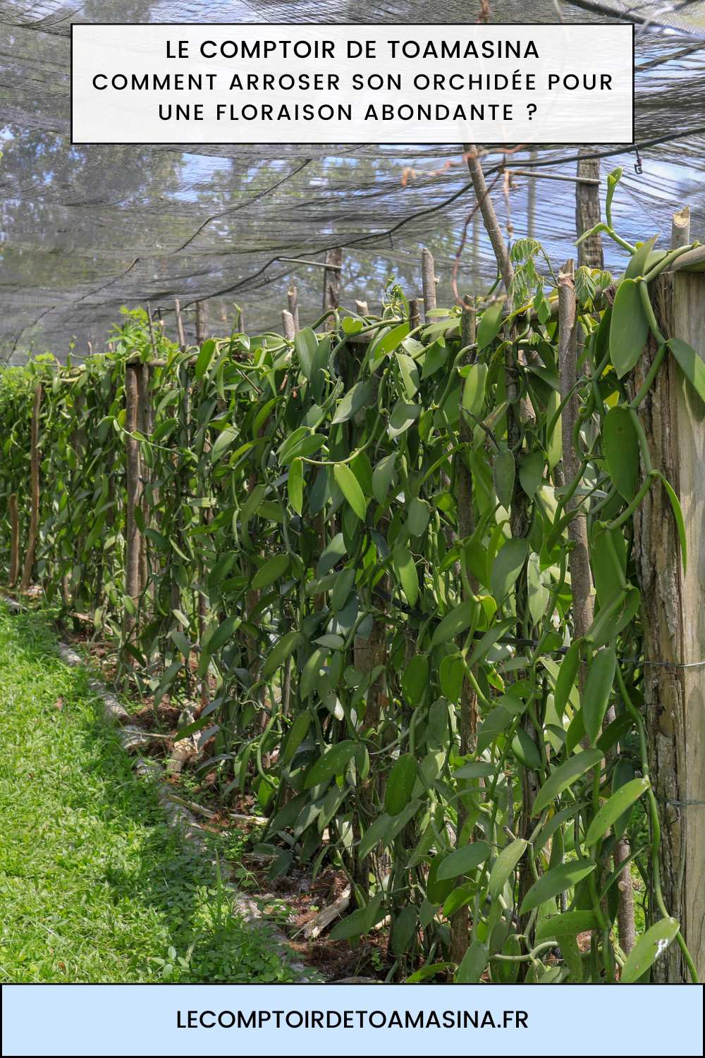Arroser son orchidée pour une floraison abondante
