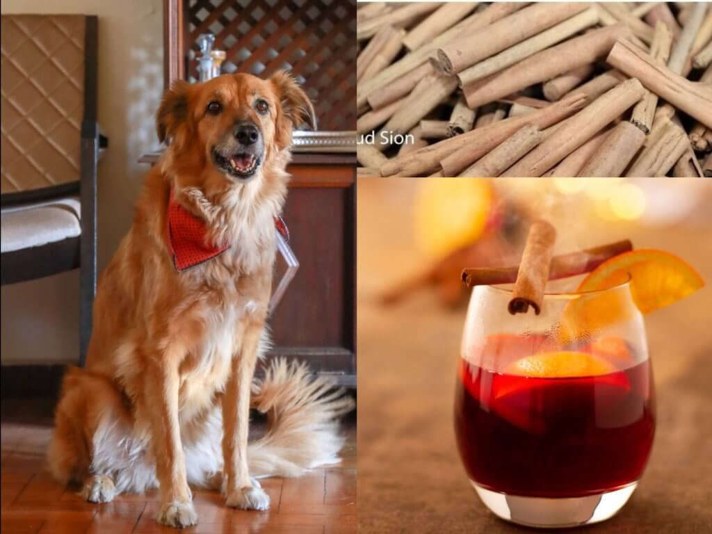 Verres de vin chaud maison servis avec un bâton de cannelle