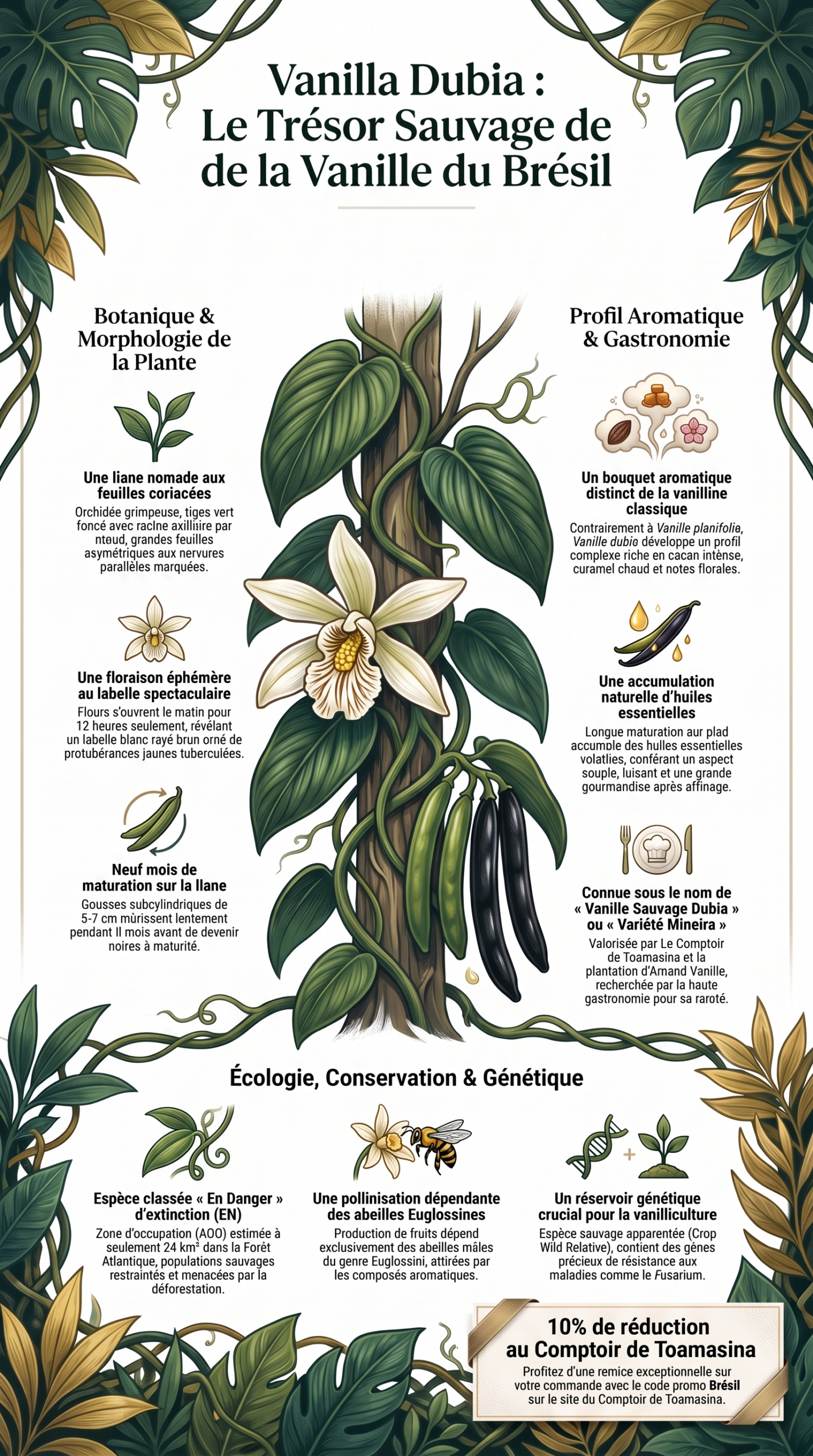 Infographie sur la Vanilla dubia