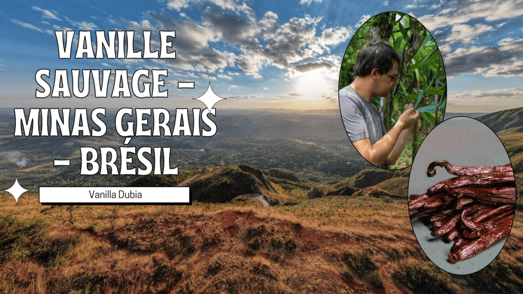 Vanille Sauvage - Vanilla Dubia Minas Gerais - Brésil