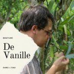 Que retenir de la bouture de vanille dans l'eau ?