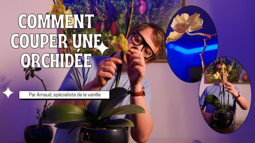 Comment couper une orchidée
