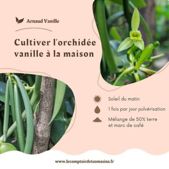Comment cultiver et polliniser l'orchidée vanille