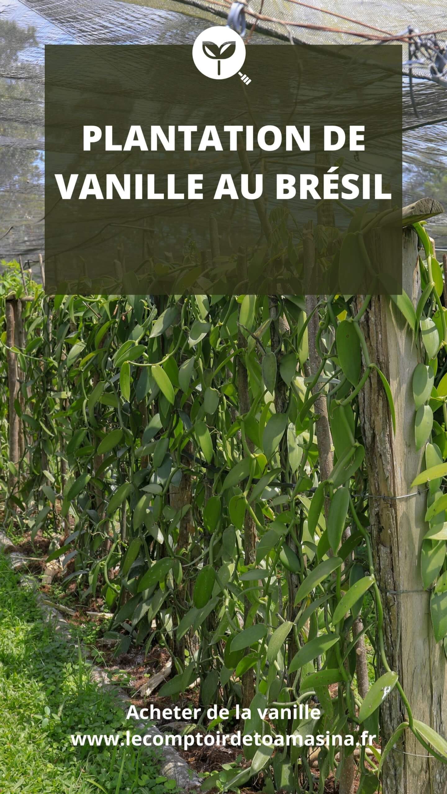Plantation de vanille - Chercheur de vanille