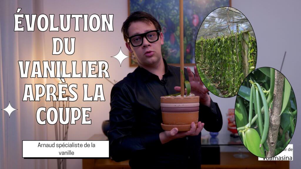 Évolution du vanillier après la coupe