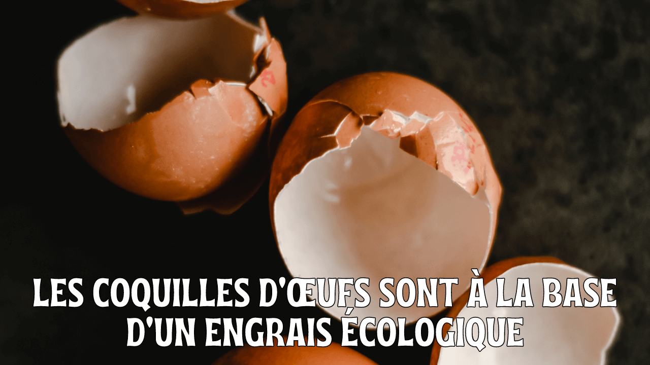 Les coquilles d'œufs sont à la base d'un engrais écologique
