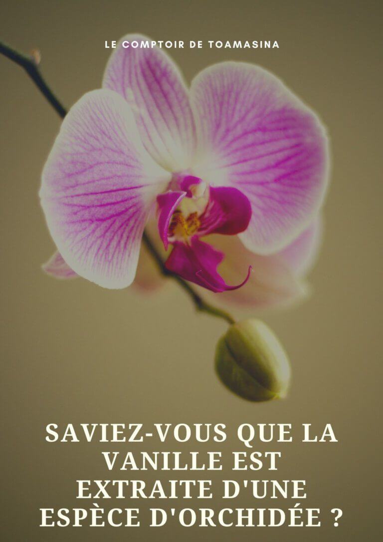 Les espèces de vanille