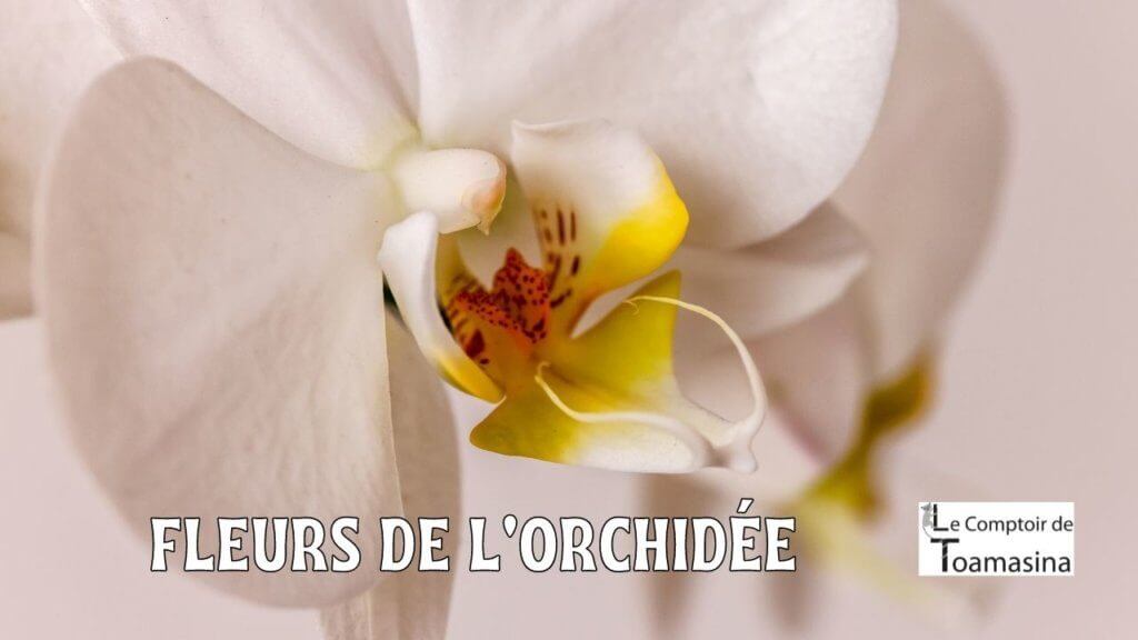 Fleur d'orchidée