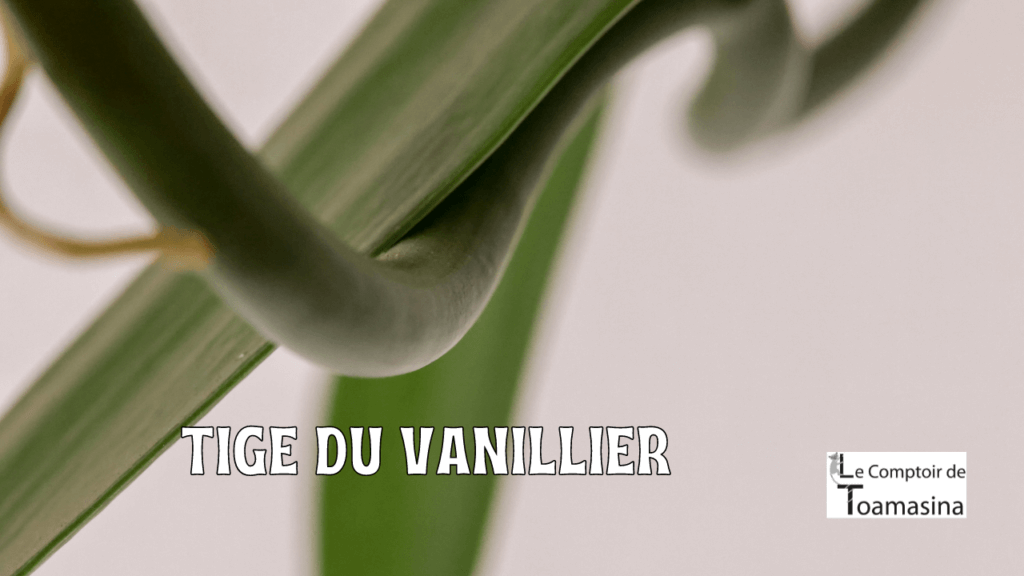 Vanilla appendiculata Rolfe