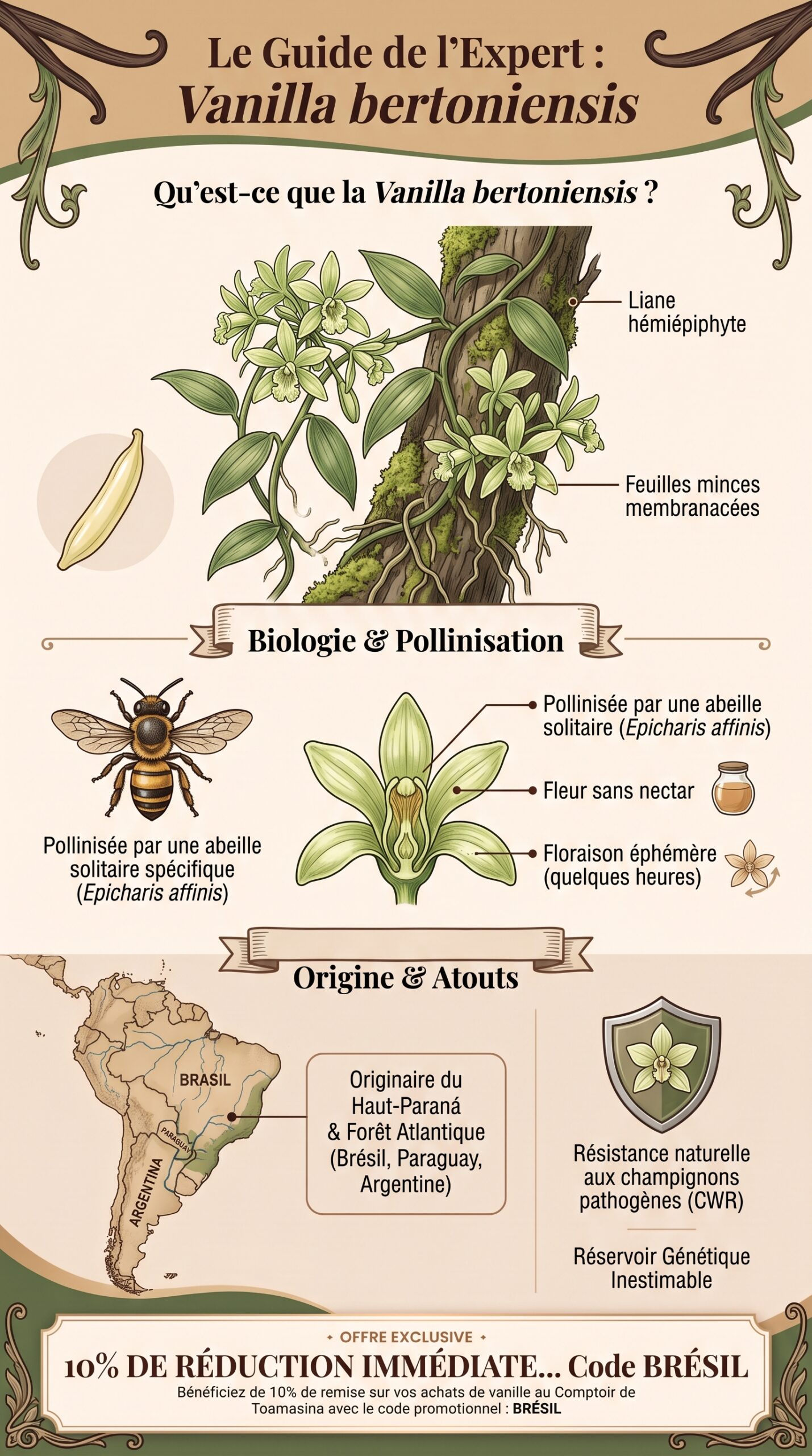 Guide illustré de Vanilla bertoniensis : habitat, croissance et pollinisation