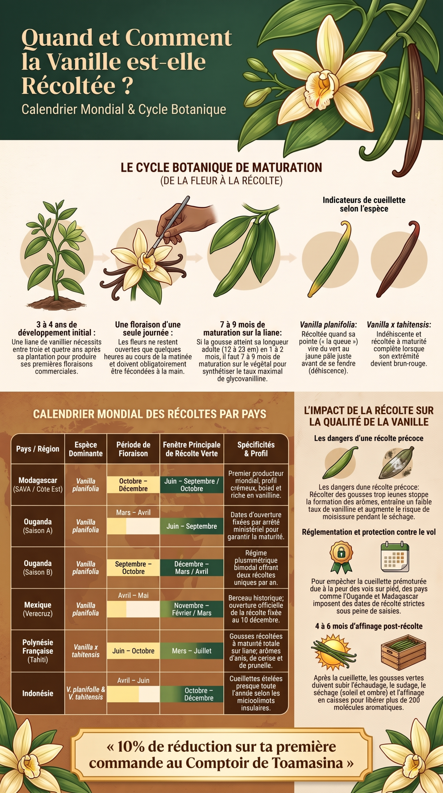 Guide de récolte de la vanille, infographie