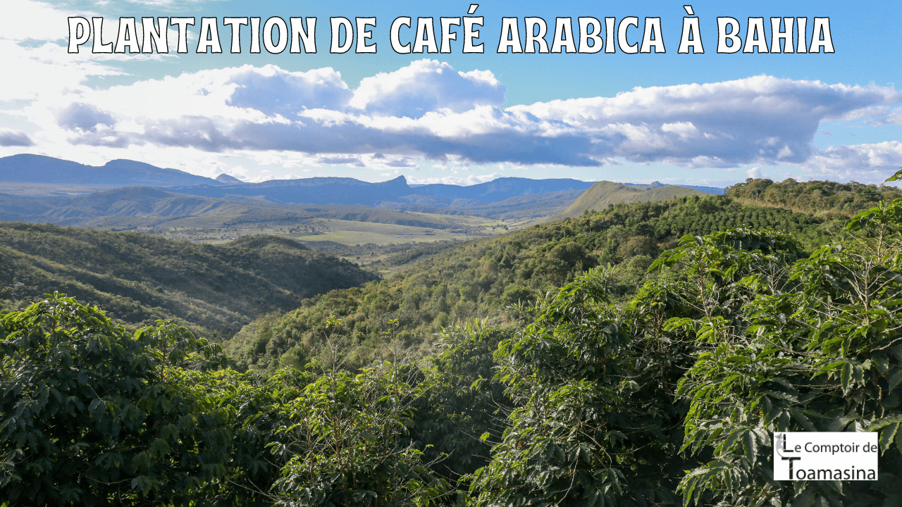 Plantation de Café dans le Sud de Bahia