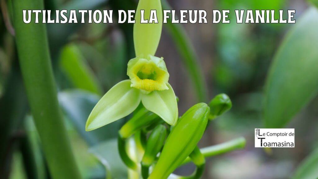 Fleur de vanille et son utilisation