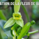 Mon verdict : la fleur de vanille