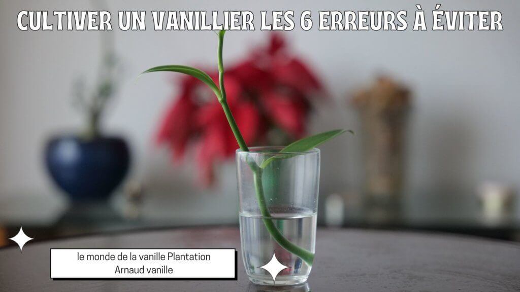 Cultiver un vanillier, les erreurs à éviter