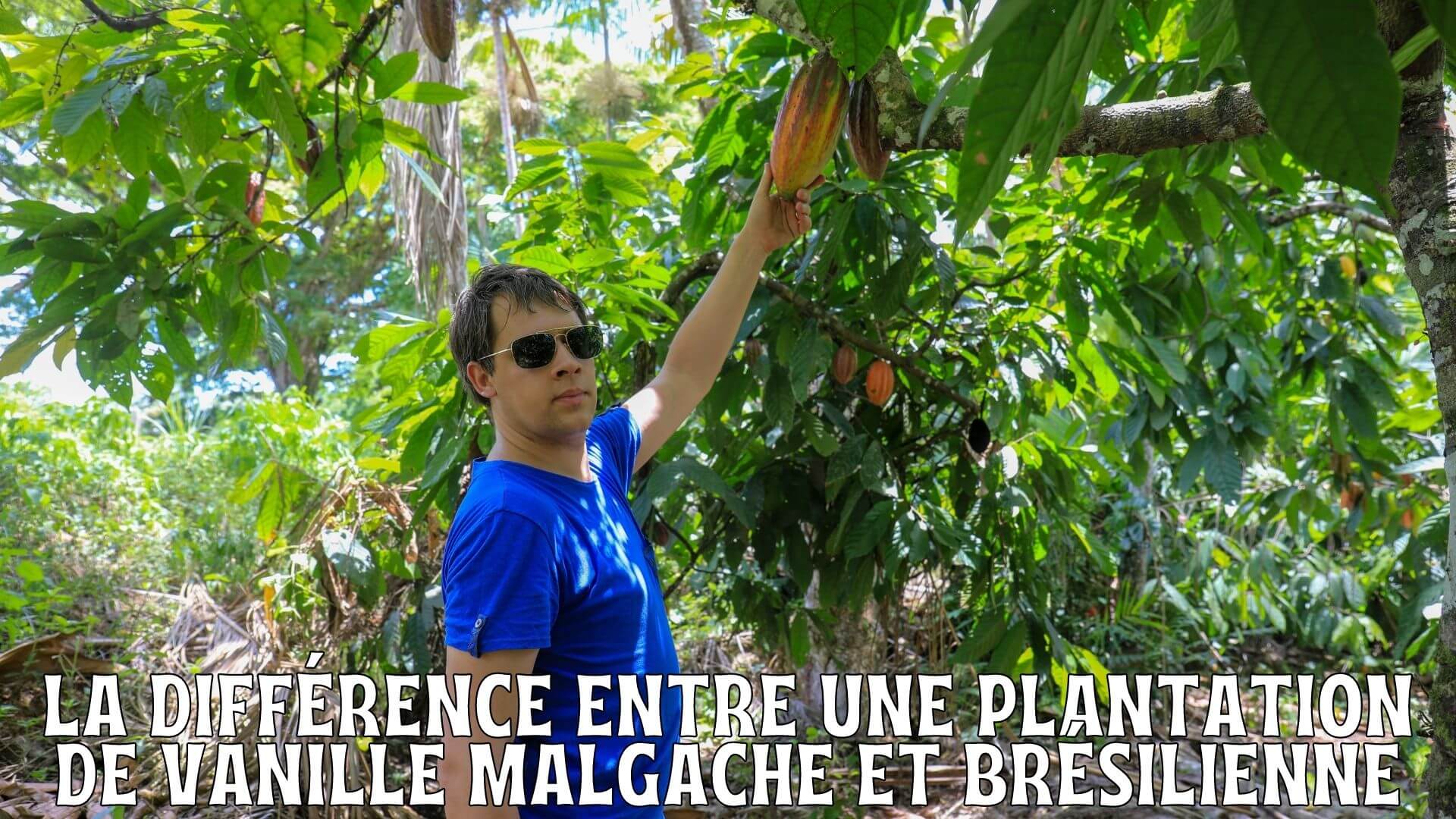 La différence entre une plantation de vanille malgache et brésilienne