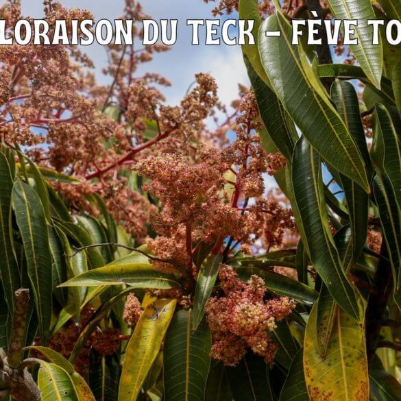 La floraison du Teck l'arbre qui produit la fève tonka 