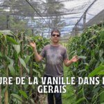 Mon verdict : la Vanilla paludosa