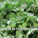 La coriandre et la santé : mon évaluation