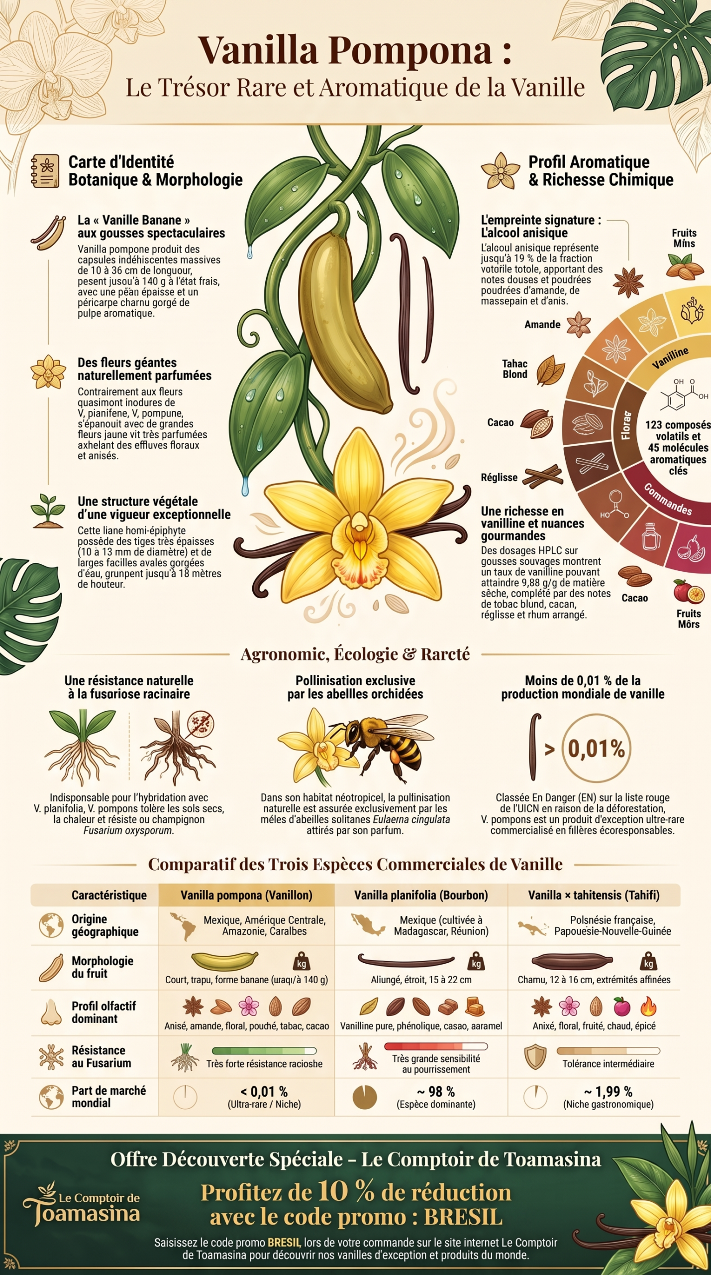 Infographie de la vanille pompona