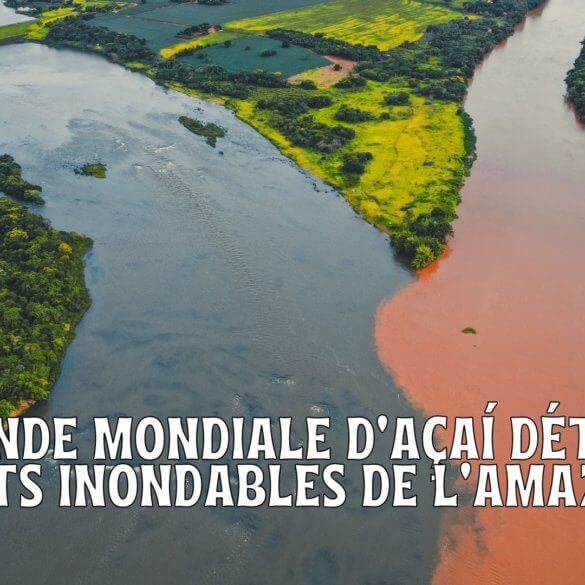 La demande mondiale d'açaí détruit les forêts inondables de l'Amazonie