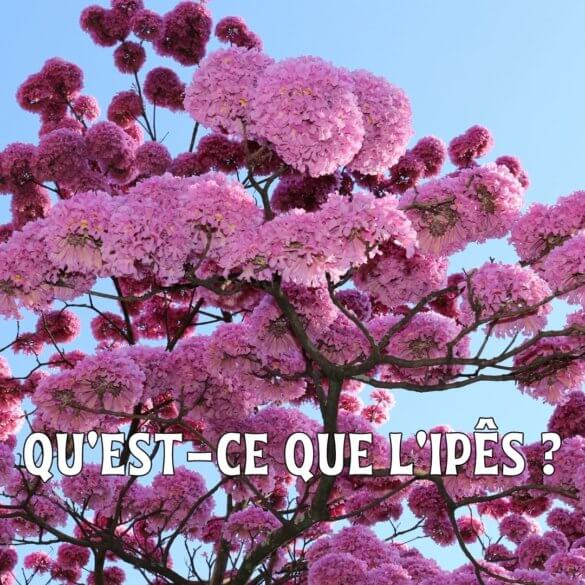 Qu'est-ce que l'Ipês Le plus belle arbre à fleur du Brésil des fleurs Jaunes, Violettes ou Rose