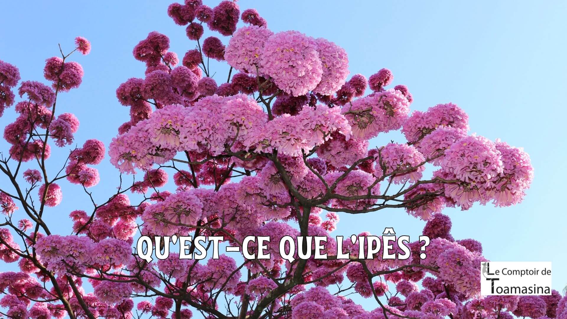 Qu'est-ce que l'Ipês Le plus belle arbre à fleur du Brésil des fleurs Jaunes, Violettes ou Rose